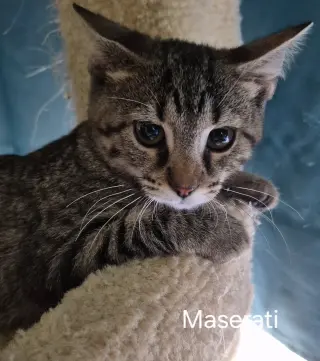 Maserati