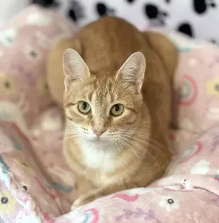 Ginger