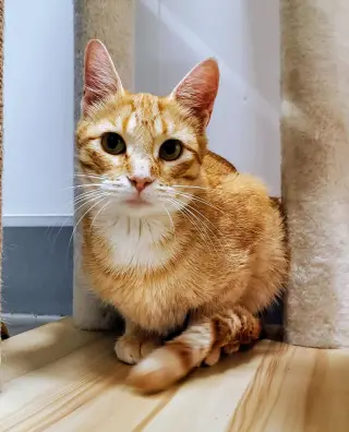 Ginger