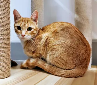 Ginger