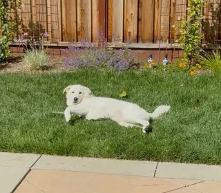 Halo