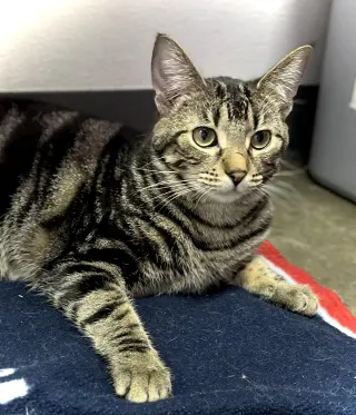 Fig