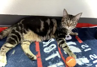 Fig