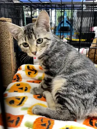 Fig