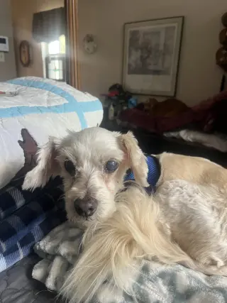 Ava