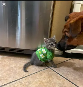 Bowser