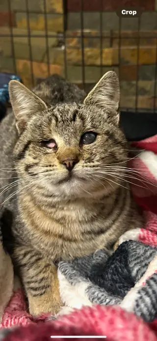 Kitty
