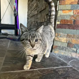 Kitty