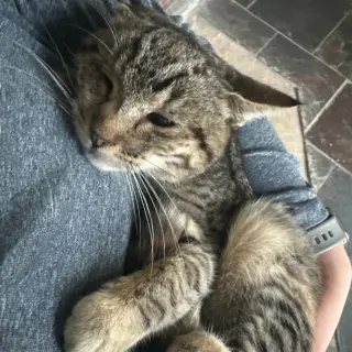 Kitty