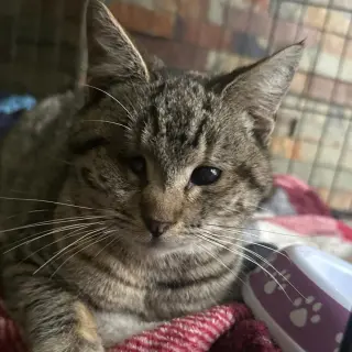 Kitty