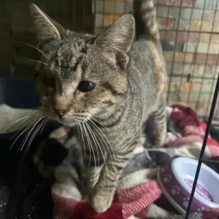 Kitty