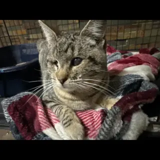 Kitty