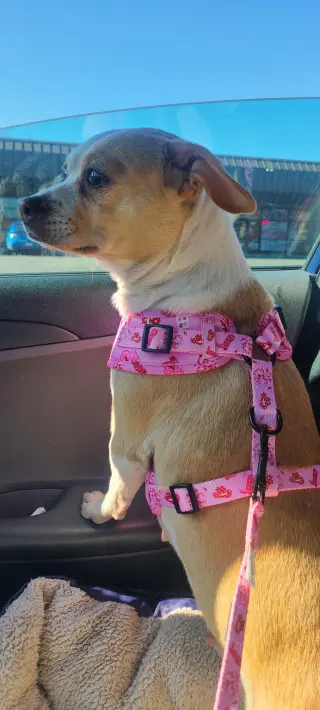 Bonnie