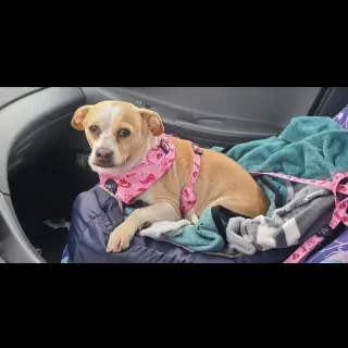 Bonnie