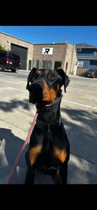 Deebo