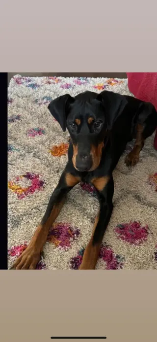 Deebo