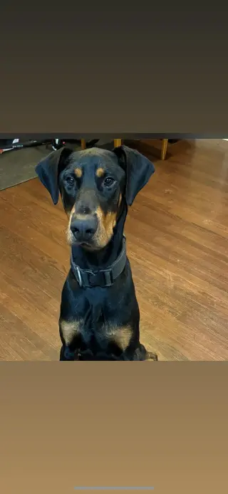 Deebo