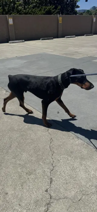 Deebo