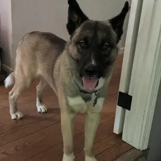 Arlo
