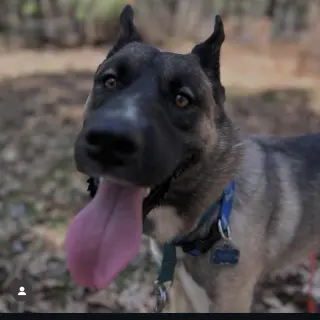 Arlo
