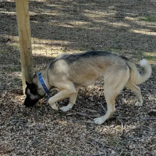 Arlo