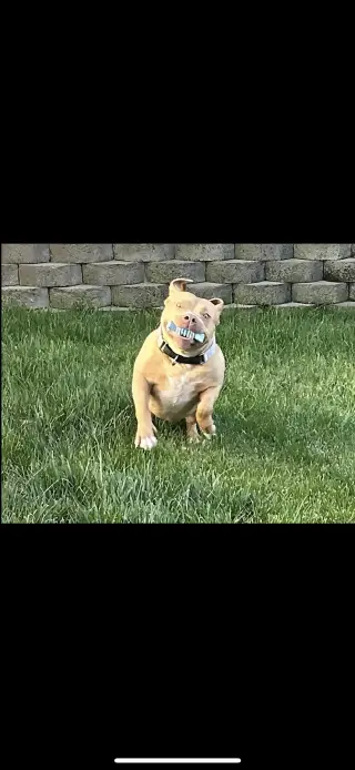 Indie