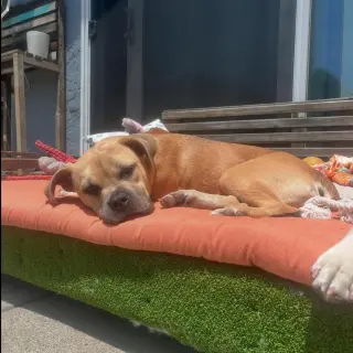 Bindi