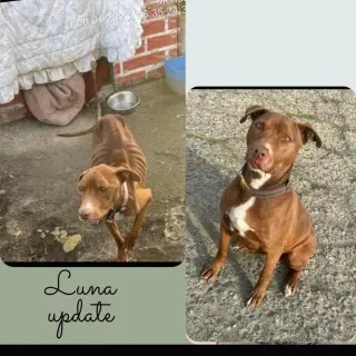 Luna