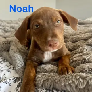 Noah