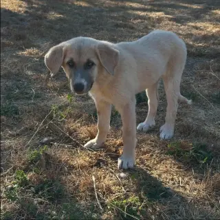 Athena