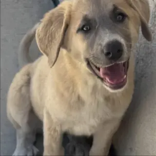 Athena