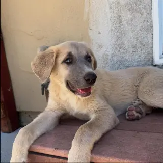 Athena