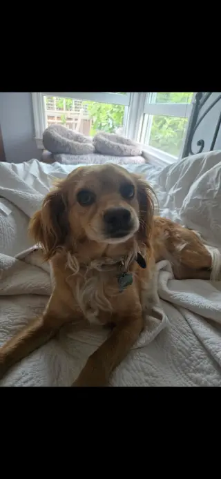 Bella