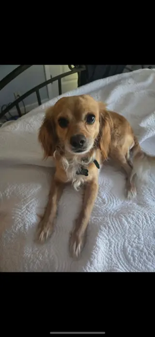 Bella
