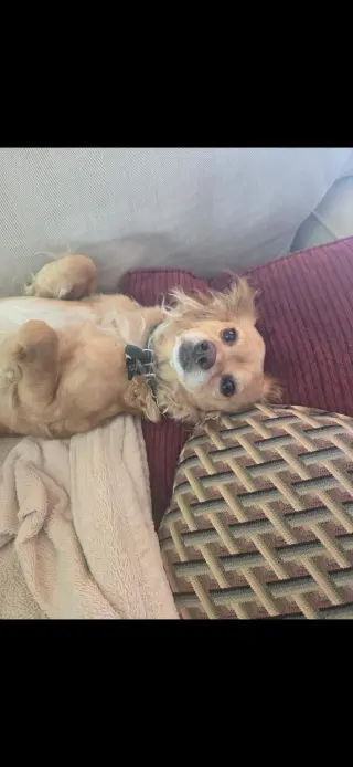 Bella