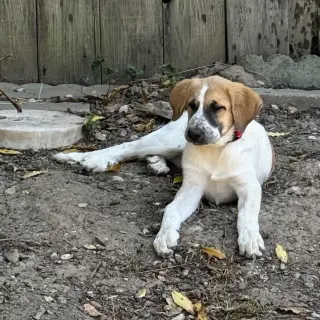 Daisy