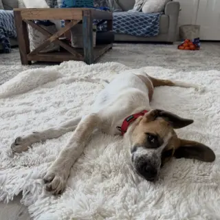 Daisy