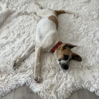 Daisy