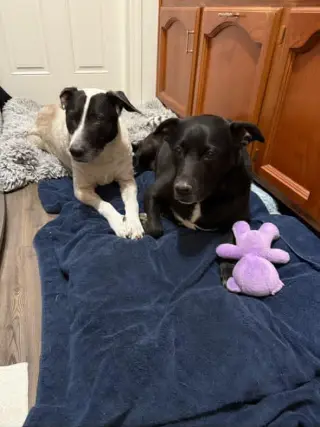 Harli (Bonded to Bear)