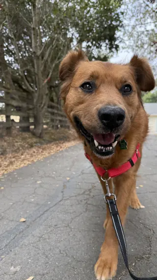 Bruno