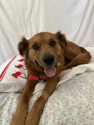 Bruno