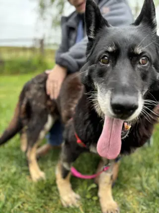 Stella