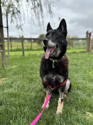 Stella