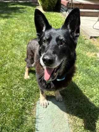 Stella
