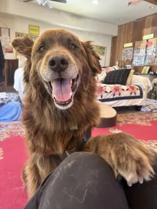Koda (Bonded to Nikki)
