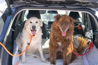 Koda (Bonded to Nikki)