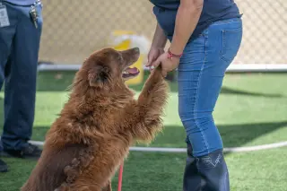 Koda (Bonded to Nikki)