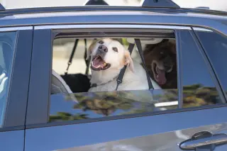Nikki (Bonded to Koda)