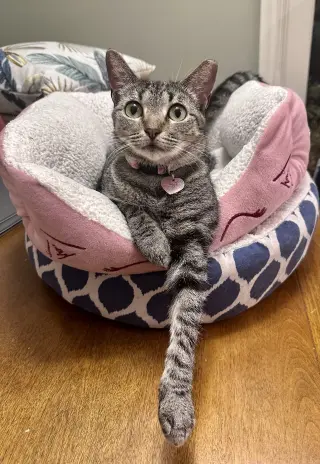 Phoebe