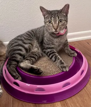 Phoebe